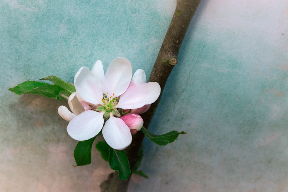 a pink flower with green leaves on a branch