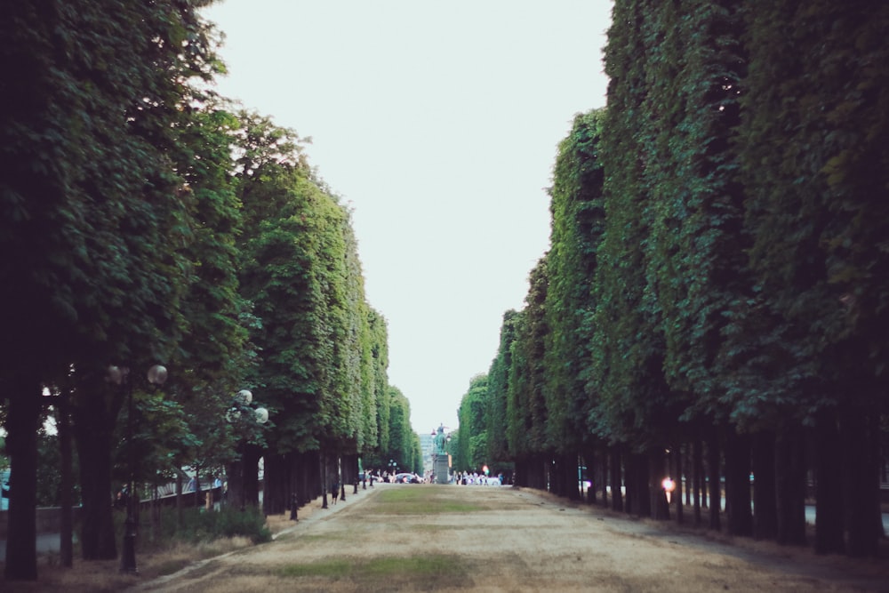 gray concrete pathway between green trees