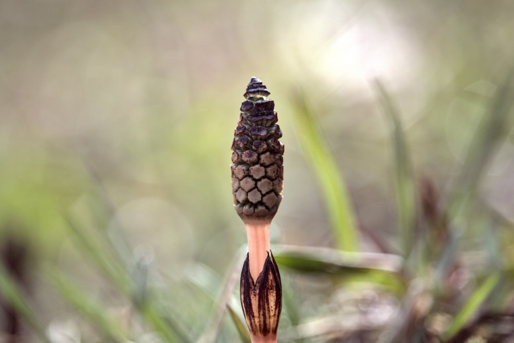 チルトシフトレンズの黒と茶色の植物