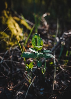 Sunlight filtering through leaves onto a patch of soil where young roots begin to sprout.
