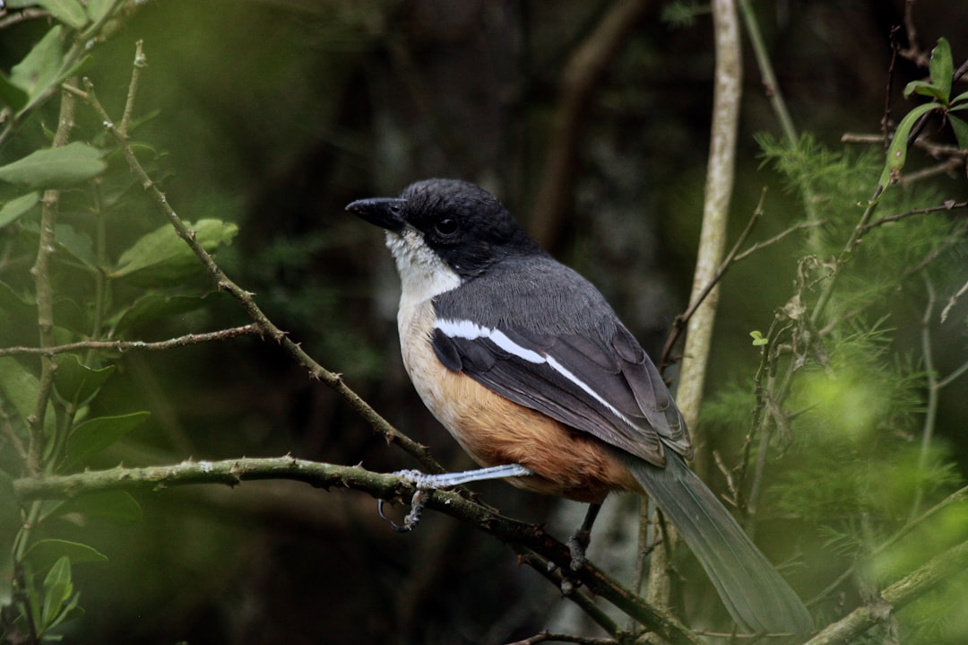 black and brown bird on tree branch during daytime