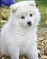 White pomeranian puppy on brown leaves