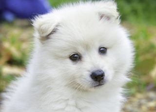 white pomeranian puppy on brown leaves