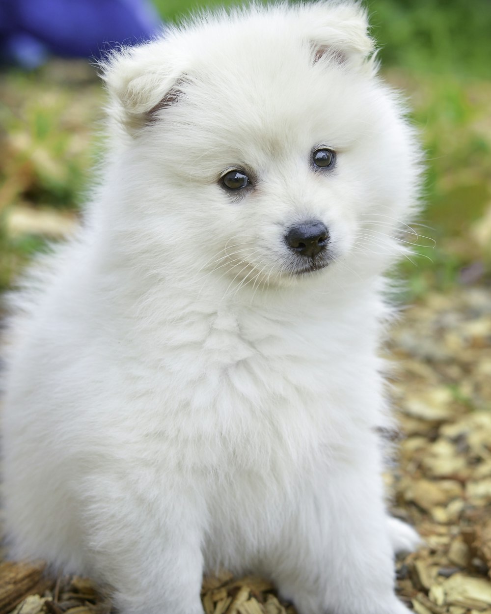茶色の葉に白いポメラニアンの子犬
