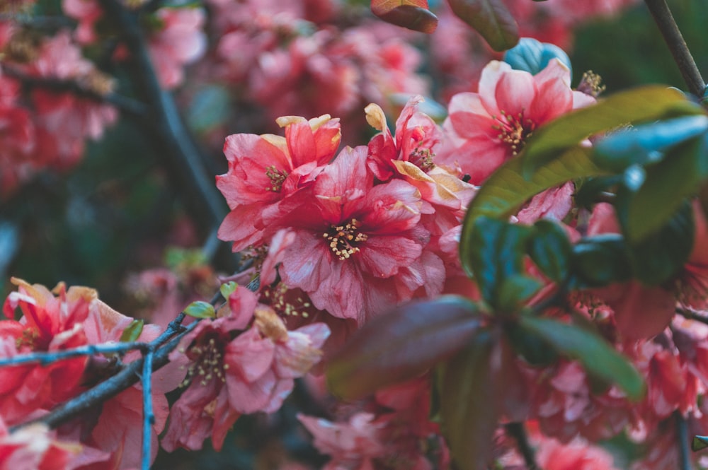 pink flowers with green leaves