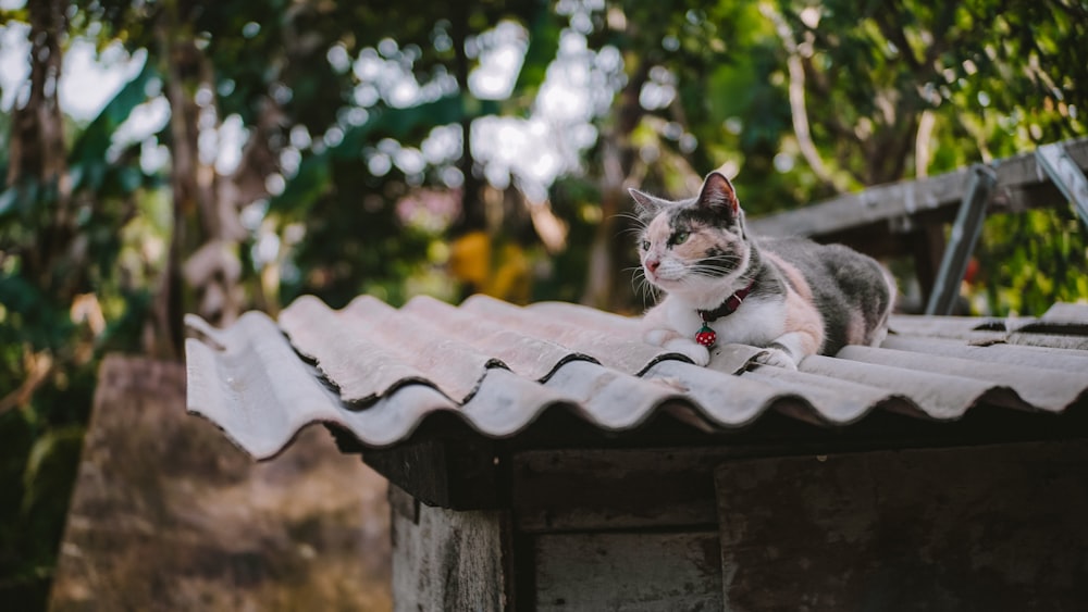 a cat laying on top of a metal roof