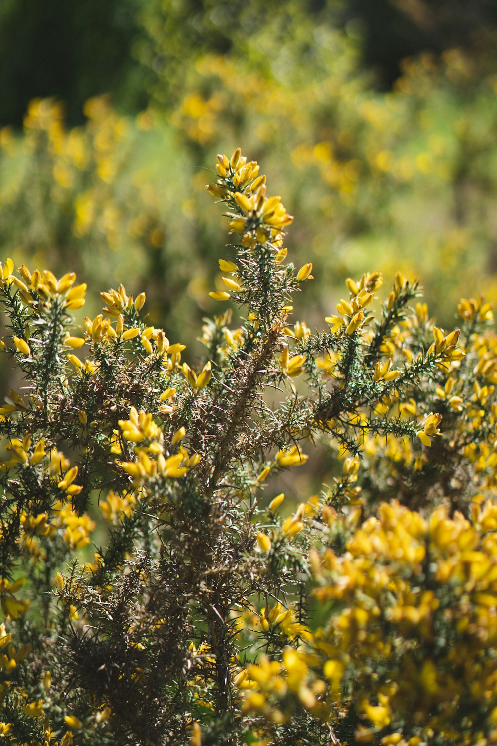 yellow flowers in tilt shift lens