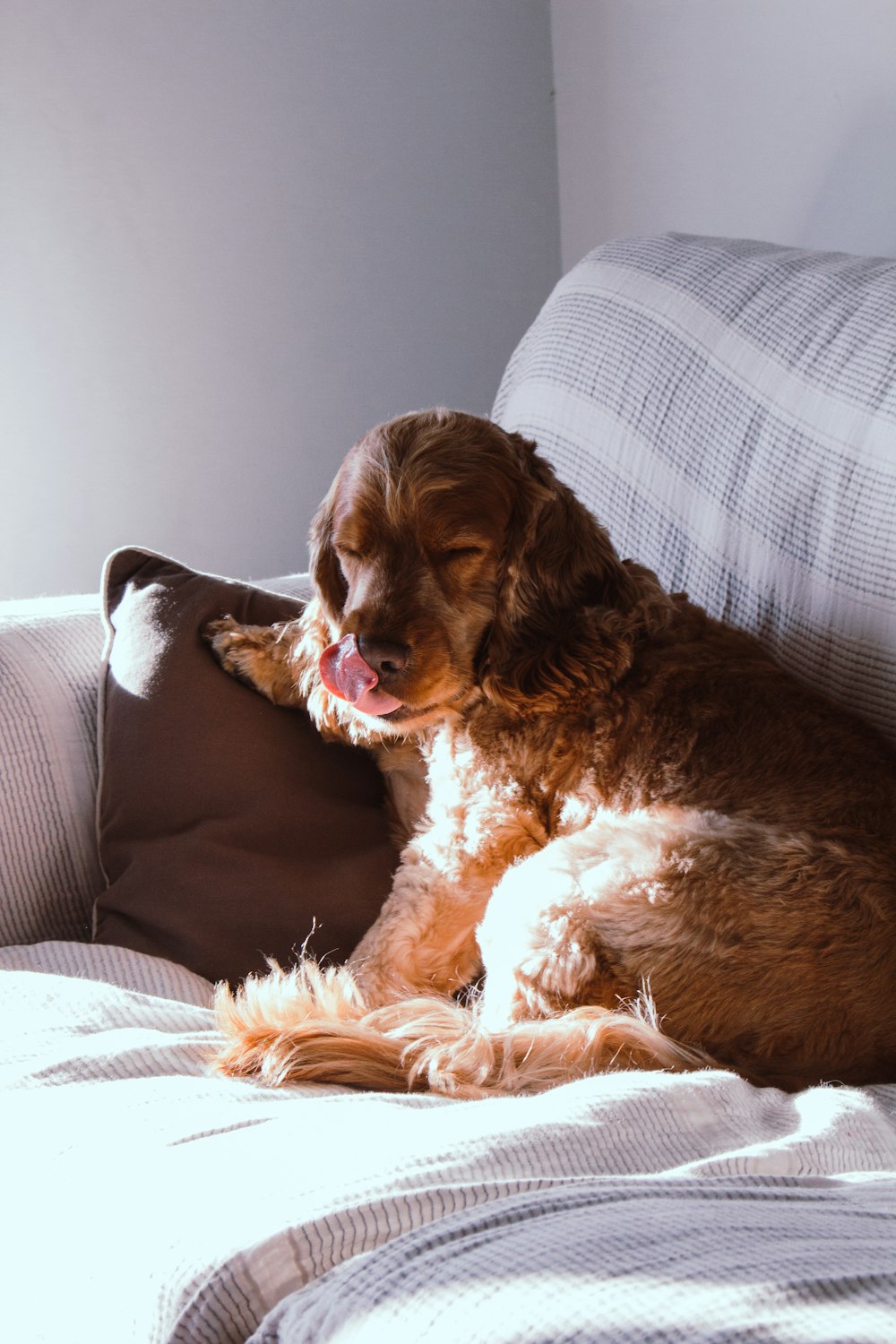 brown long coated dog lying on white and gray striped couch
