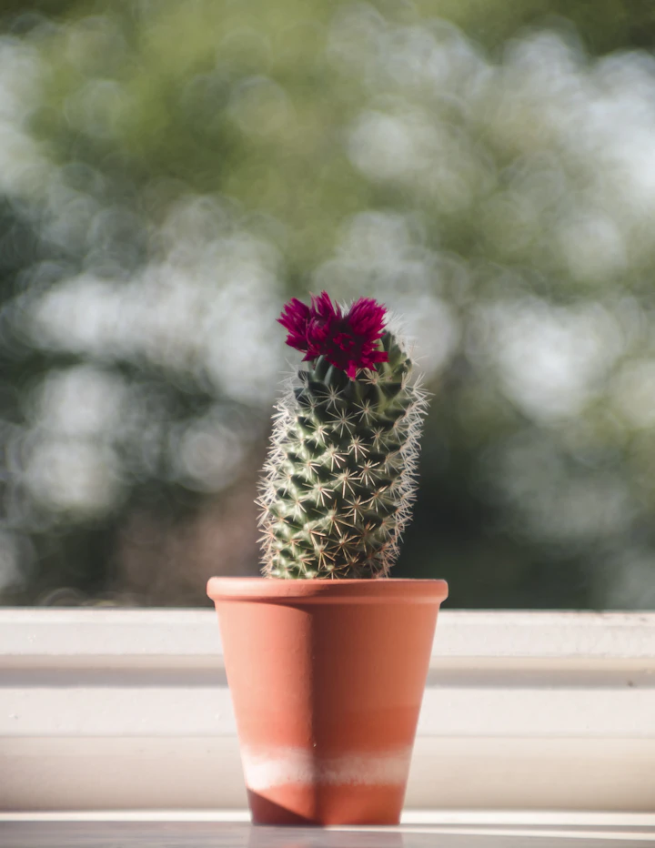 Small green cactus in a brown terracotta pot