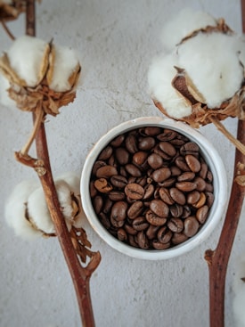A bowl filled with roasted coffee beans is placed on a flat surface. Surrounding the bowl are several branches of cotton plants, with their white fluffy cotton bolls visible.