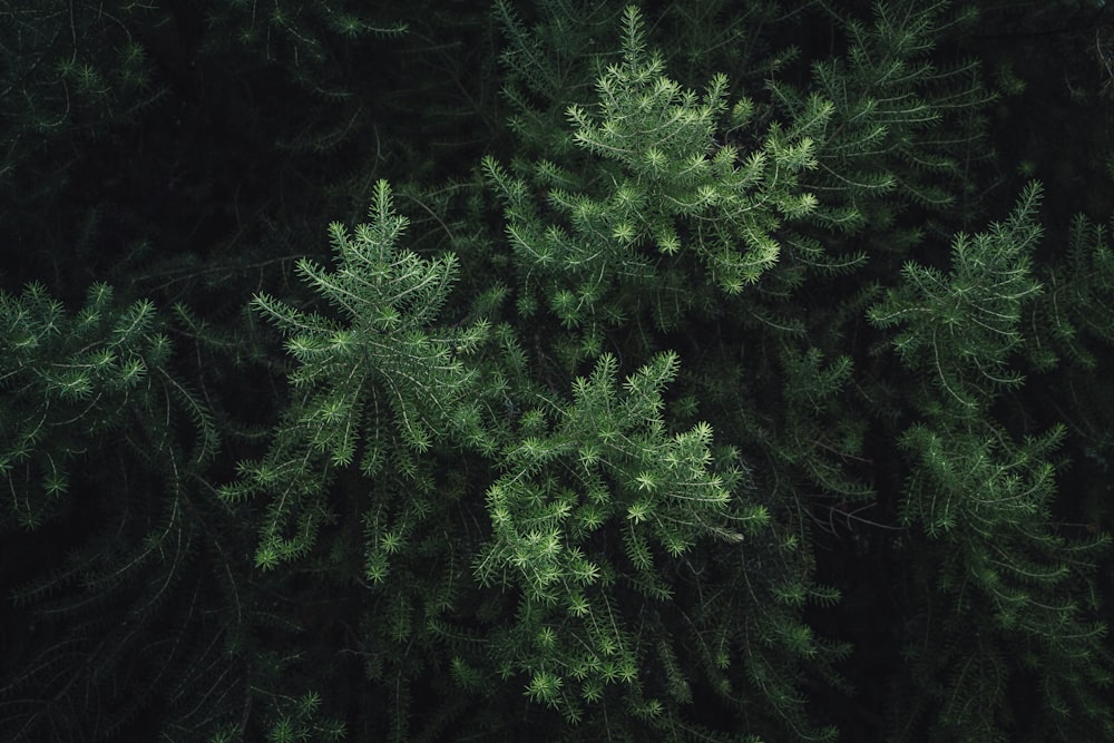 green pine tree during daytime