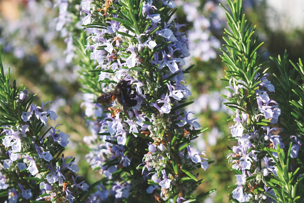 purple and white flowers in tilt shift lens