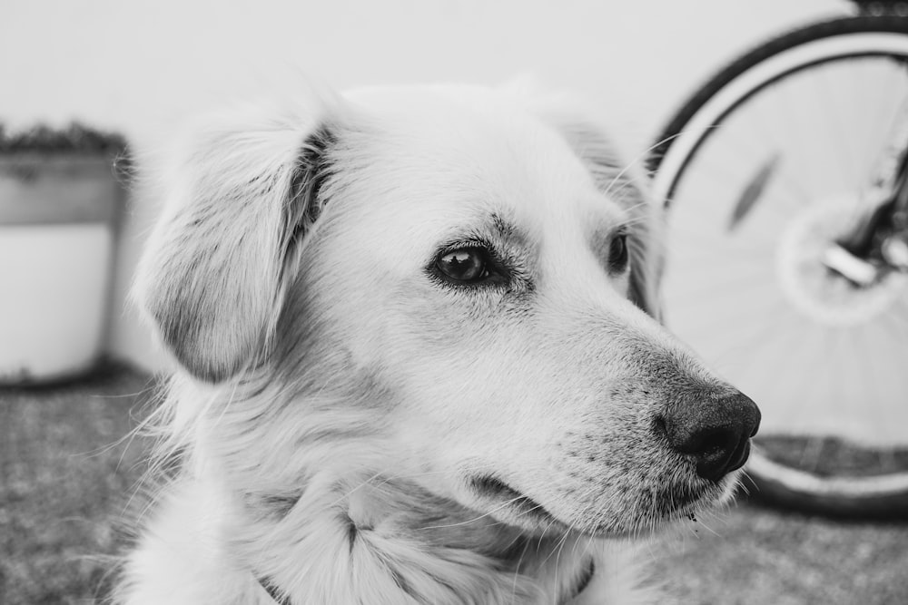 grayscale photo of dog with leash