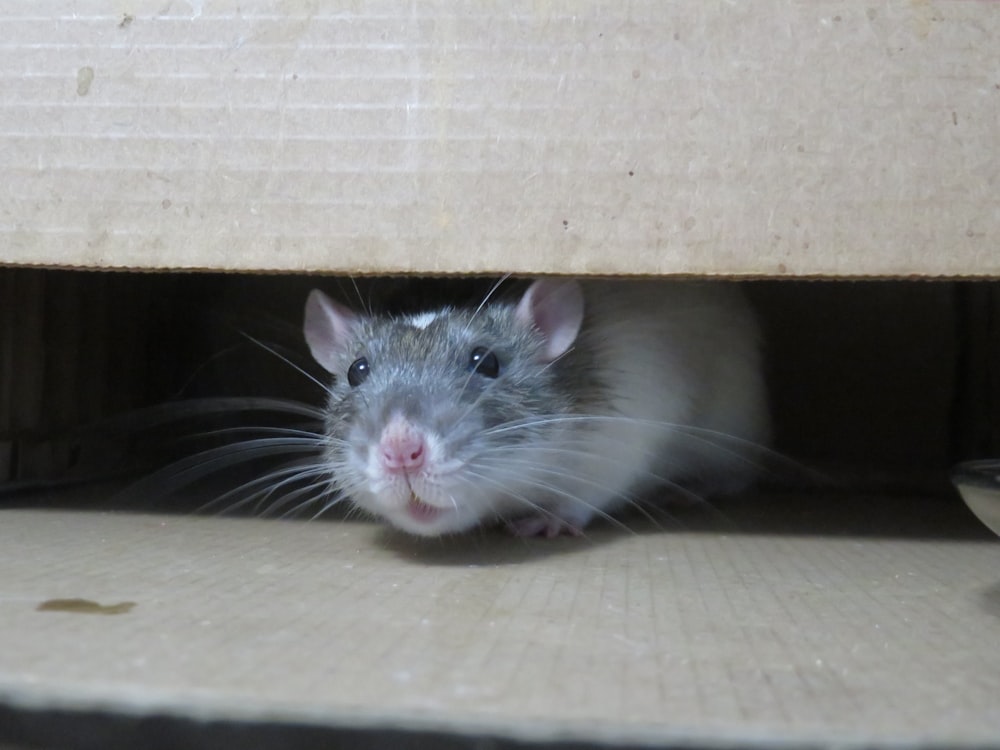 ratón blanco sobre caja de cartón marrón