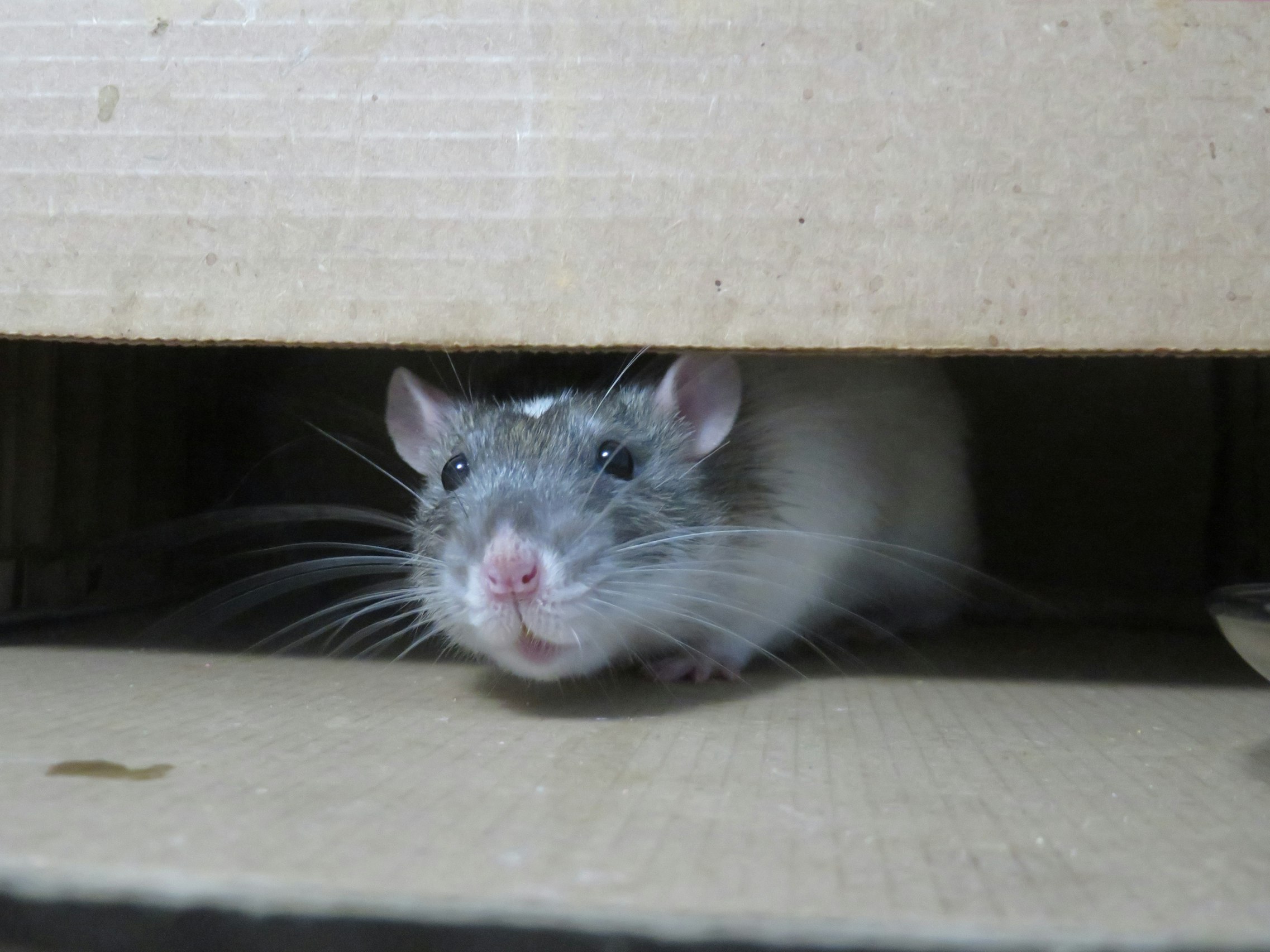 Как обезопасить гараж от крыс: Эффективные методы борьбы и народные средства