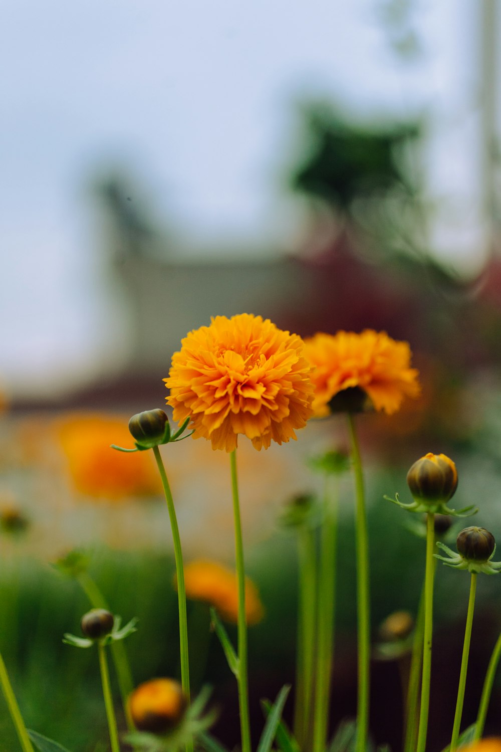 orange flower in tilt shift lens