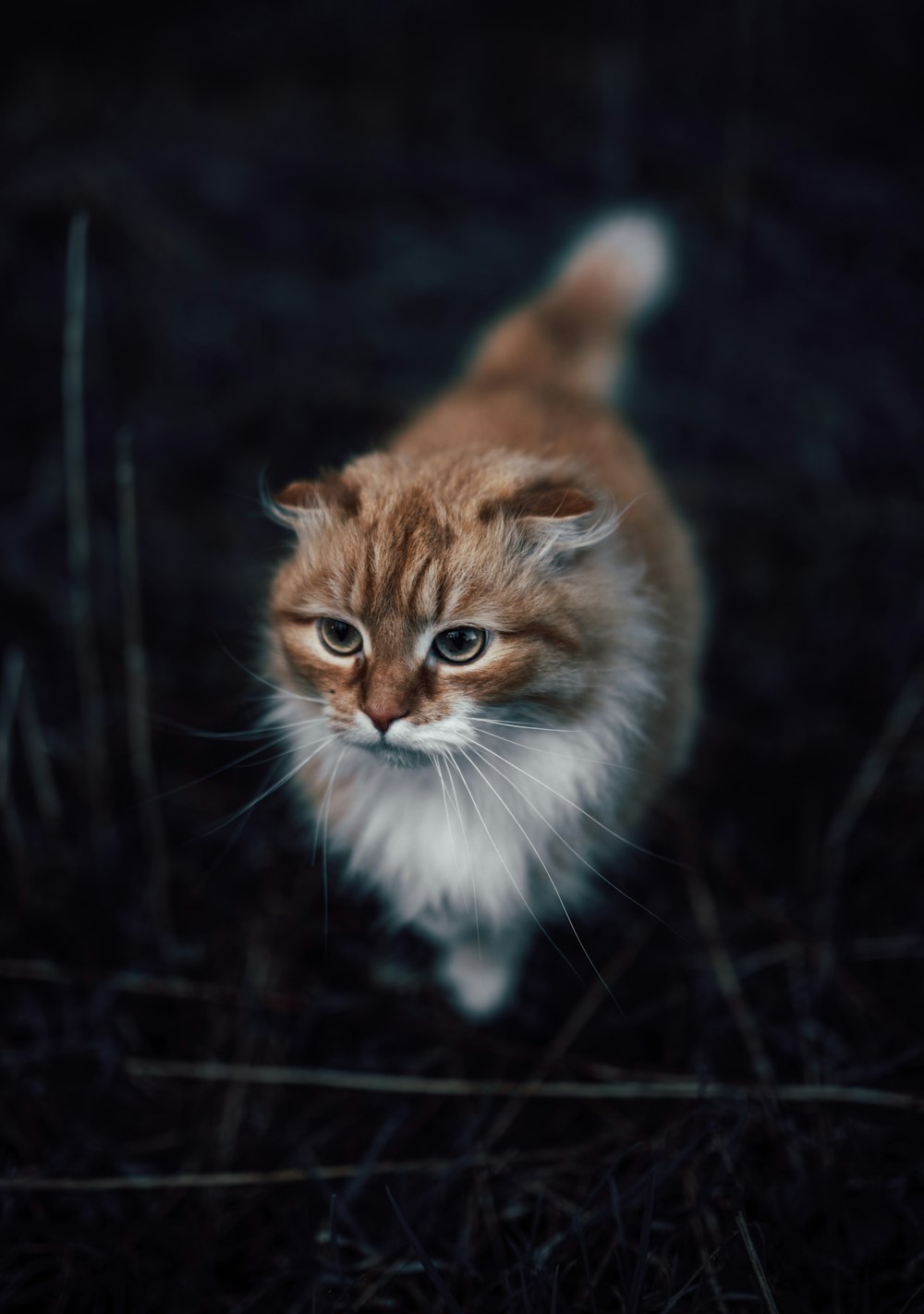 a brown and white cat standing on top of a grass covered field