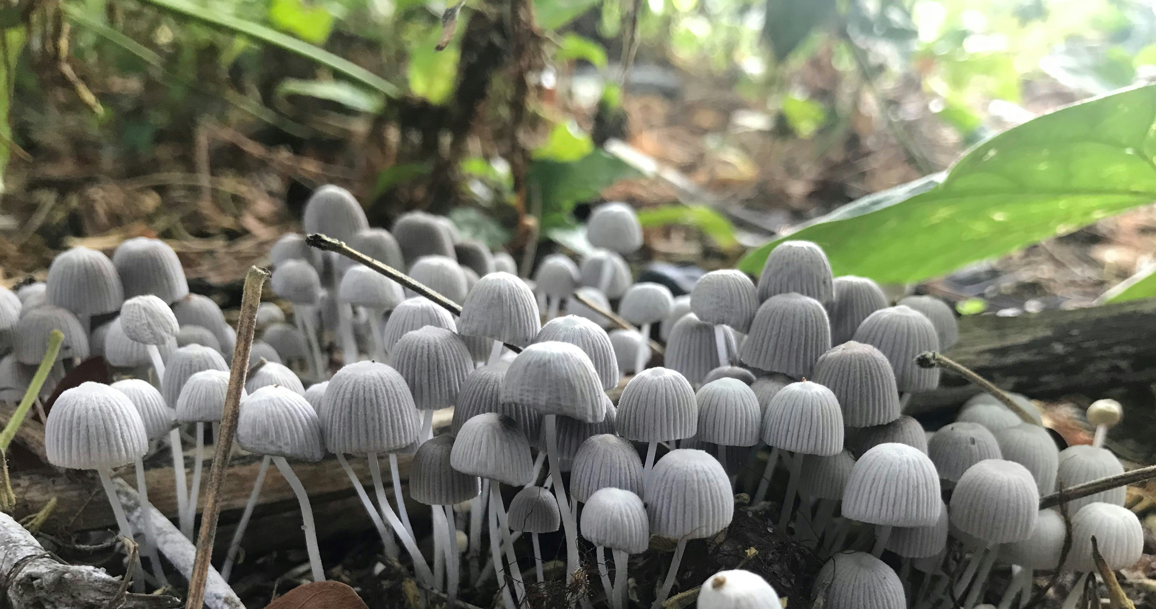 mushrooms