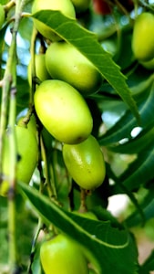 Fresh Green Tori