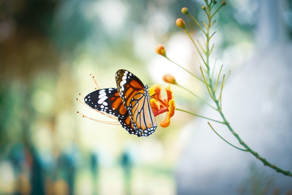 mariposa monarca encaramada en flor de naranja en fotografía de cerca durante el día