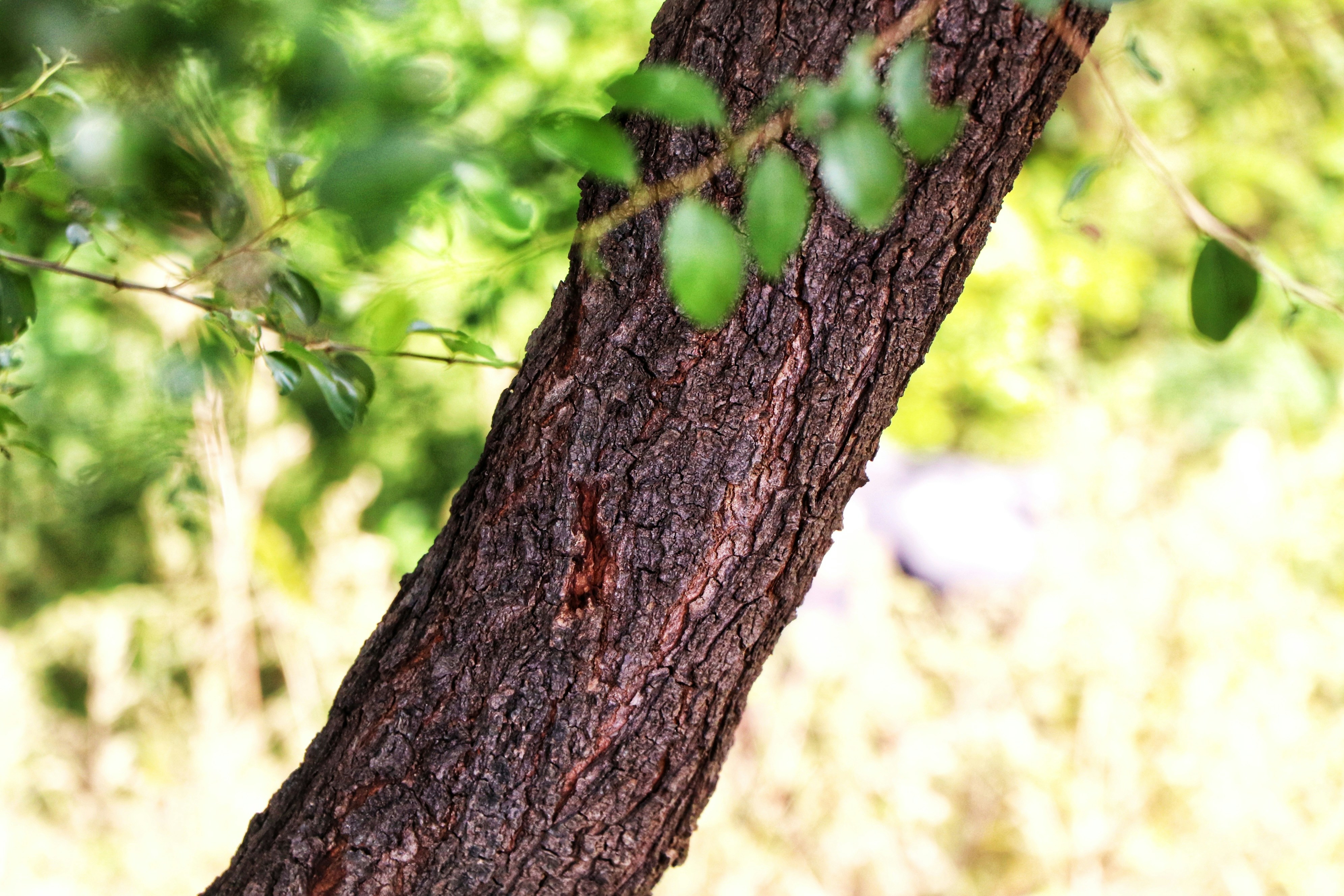 Photo by sachin_chikhaliya