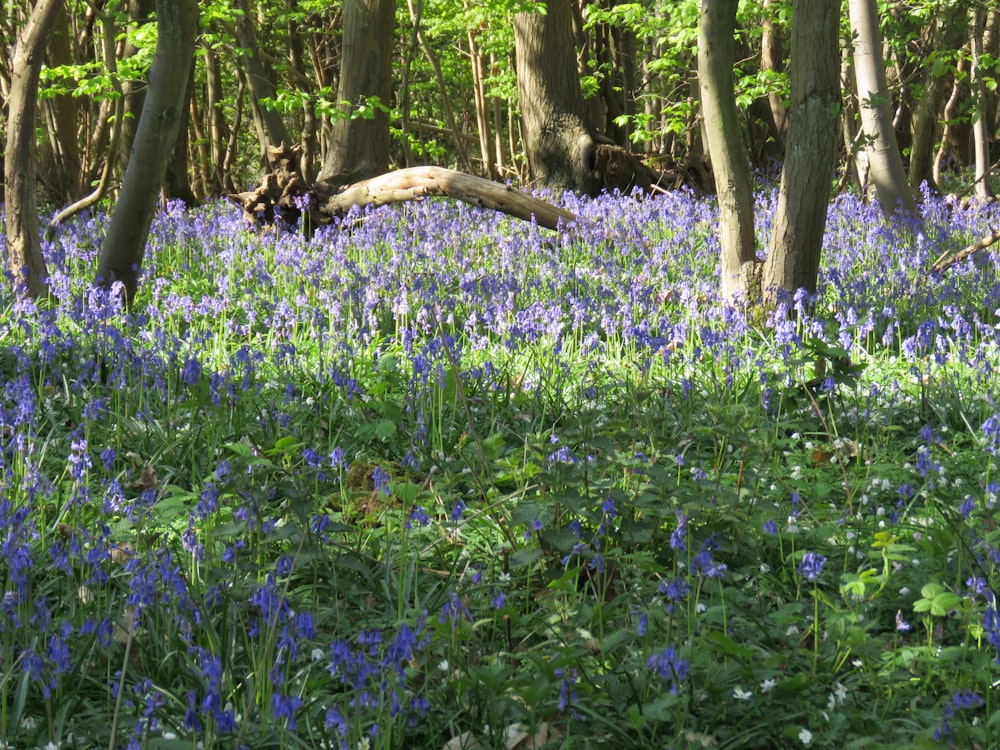 purple flower field during daytime