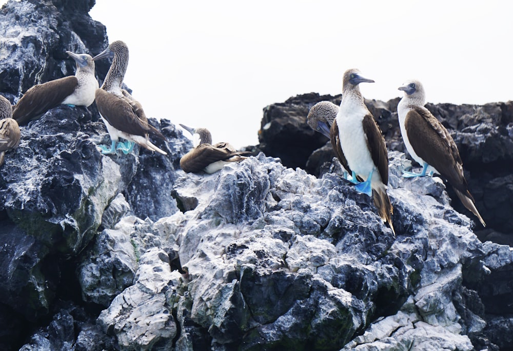 flock of birds on gray rock during daytime