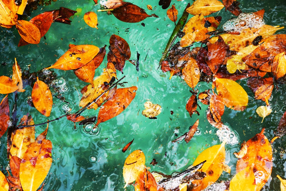 brown and yellow leaves on water