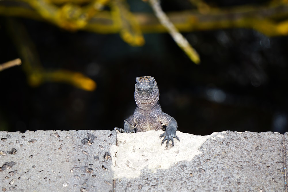 black and gray lizard on gray rock