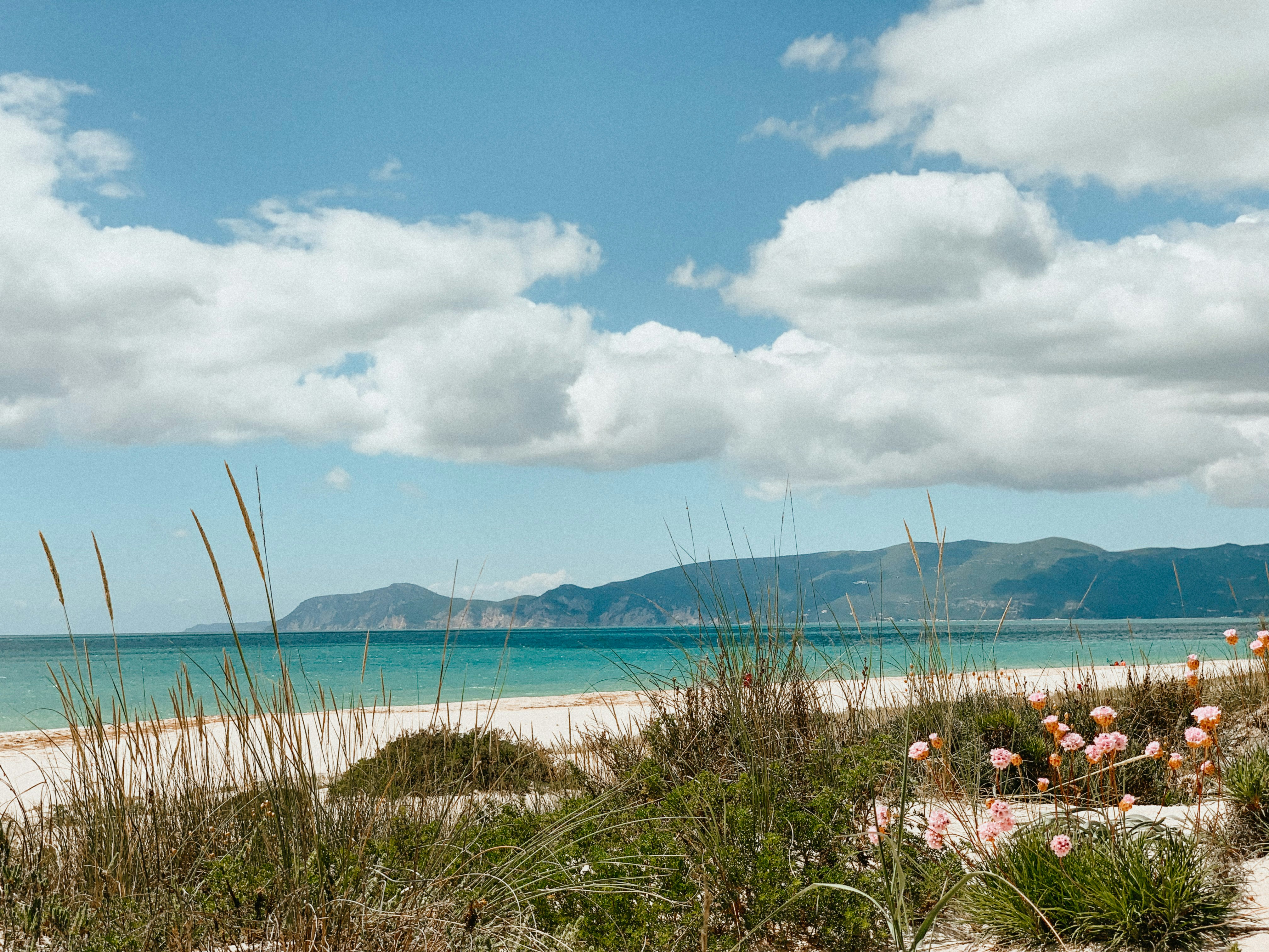 green grass near body of water under blue sky during daytime