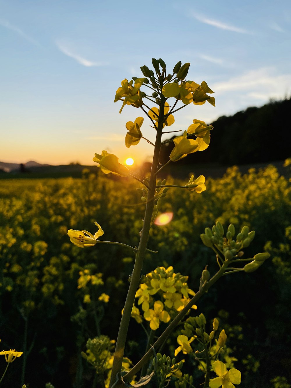 yellow flower field during daytime