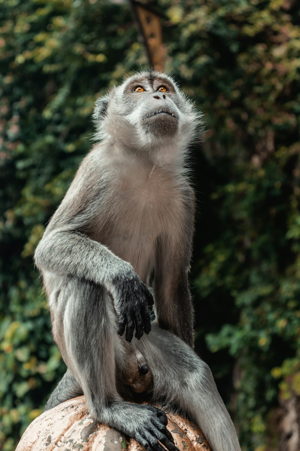 brown monkey sitting on brown wooden log during daytime