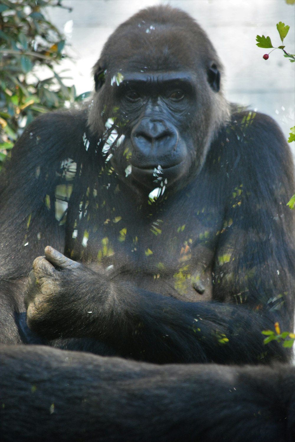 black gorilla sitting on ground