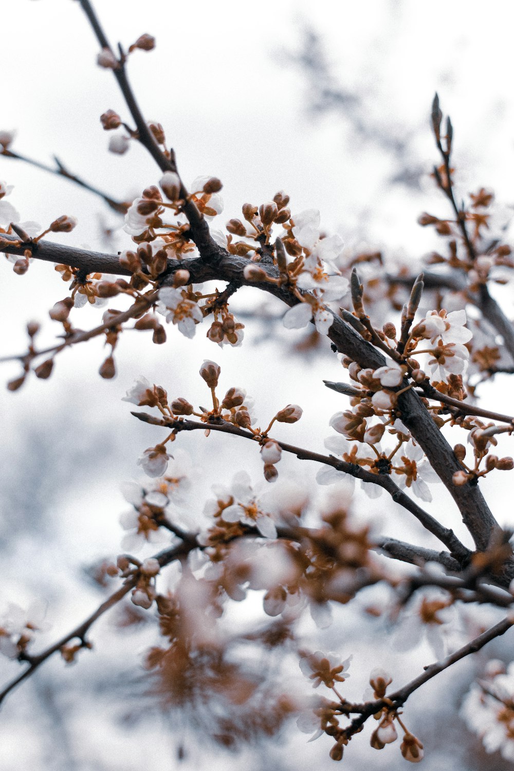 brown and white flower buds