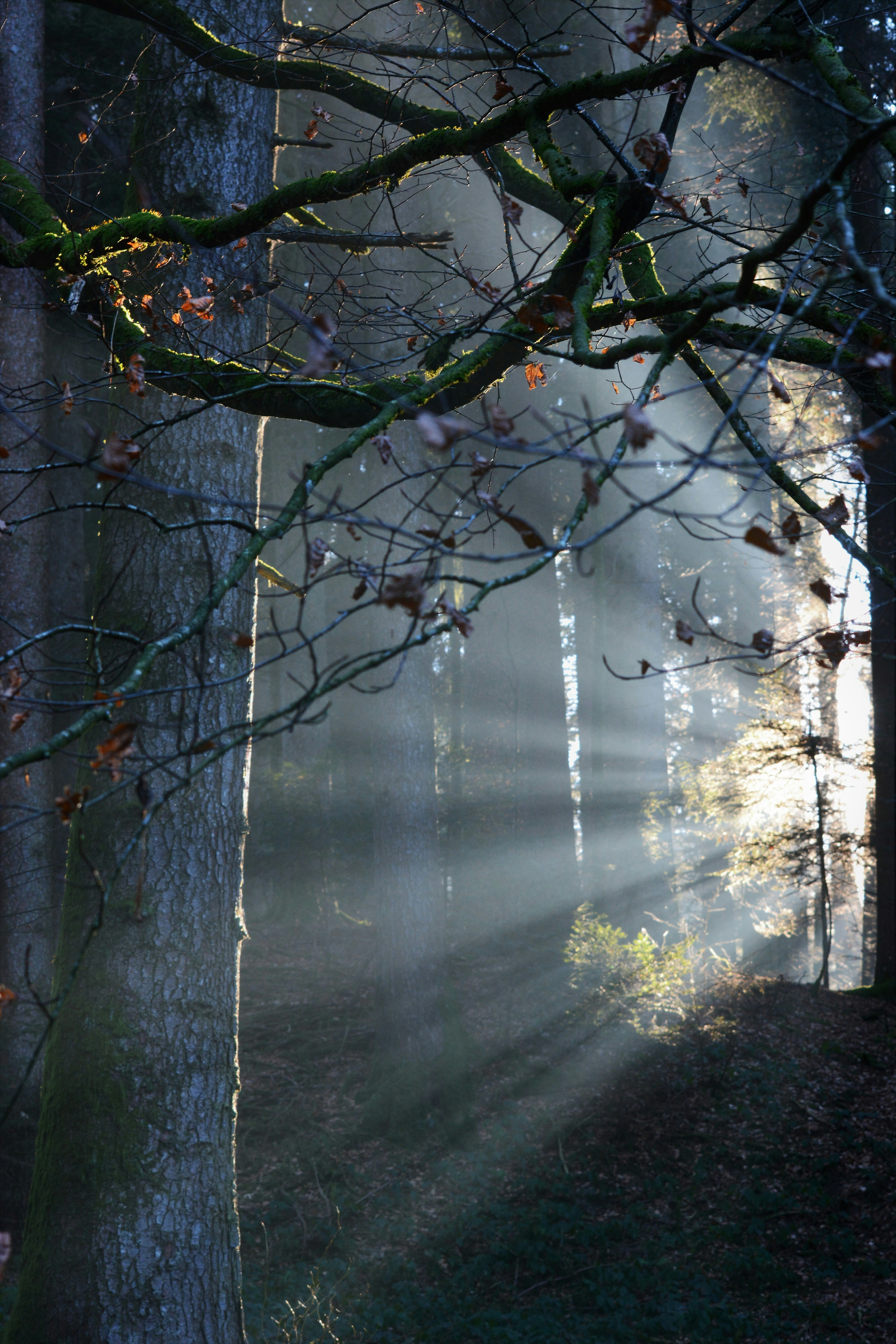 Photo by pedrino5_official