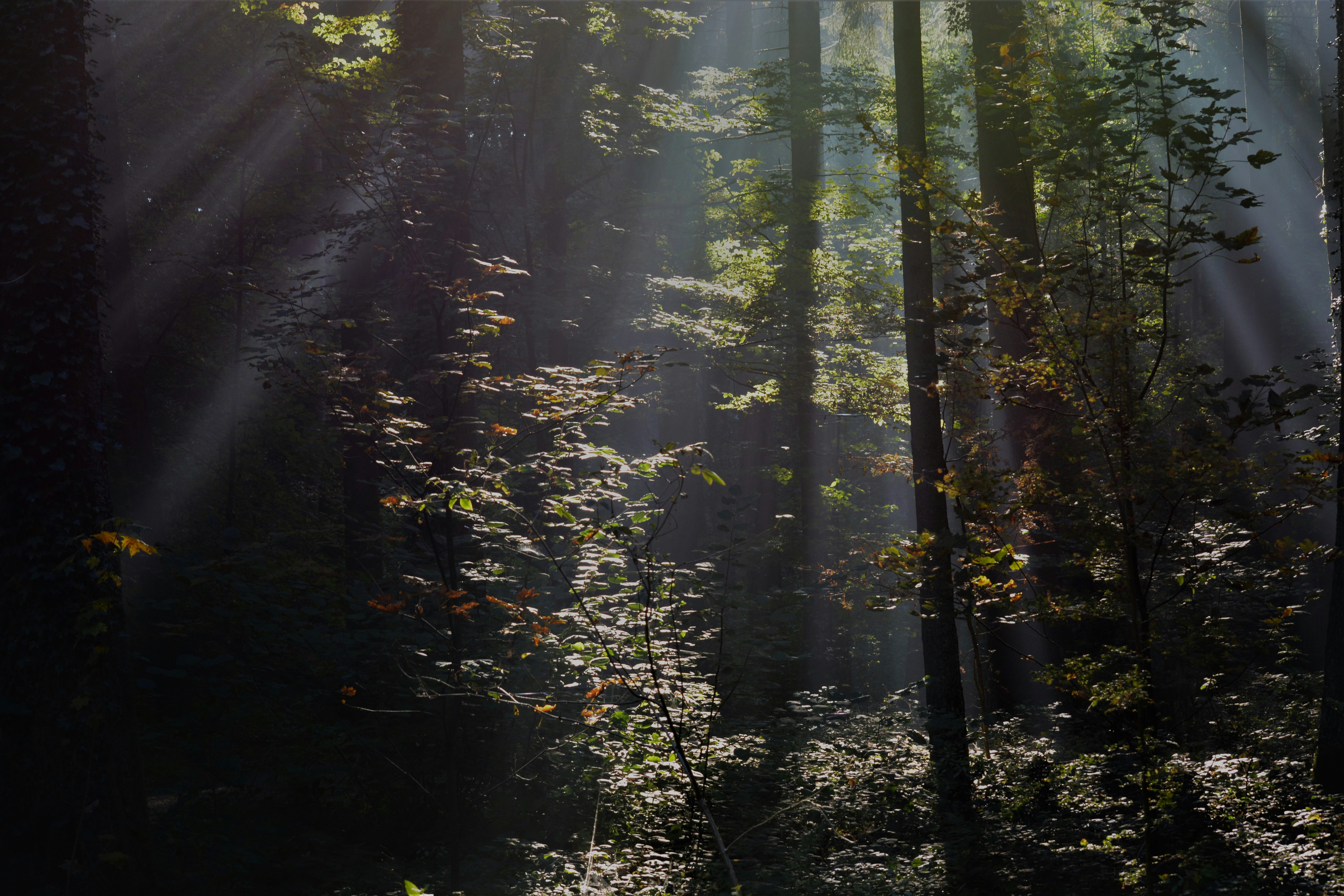 Photo by pedrino5_official