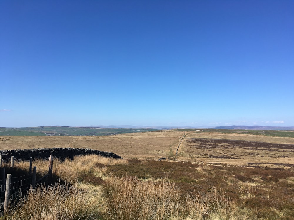 brown grass field under blue sky during daytime