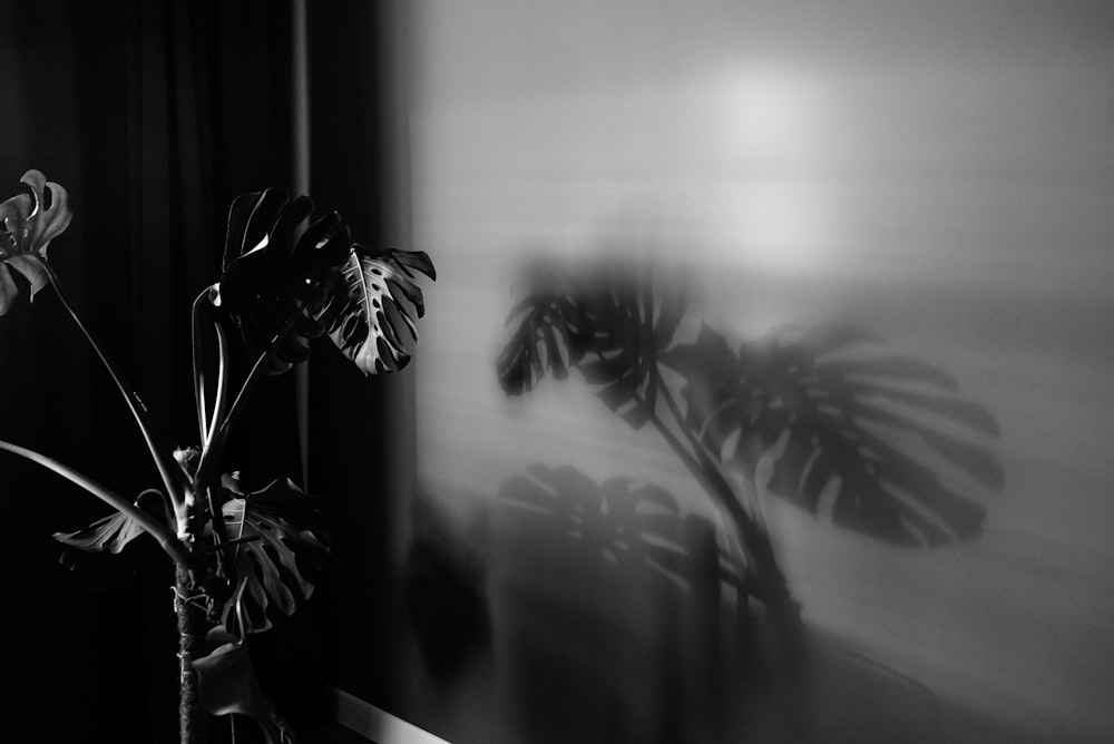 grayscale photo of plant in front of window