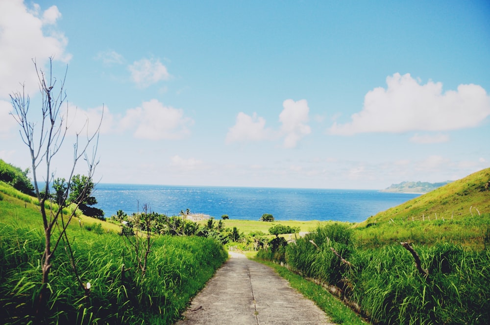 gray concrete pathway near green grass and body of water during daytime