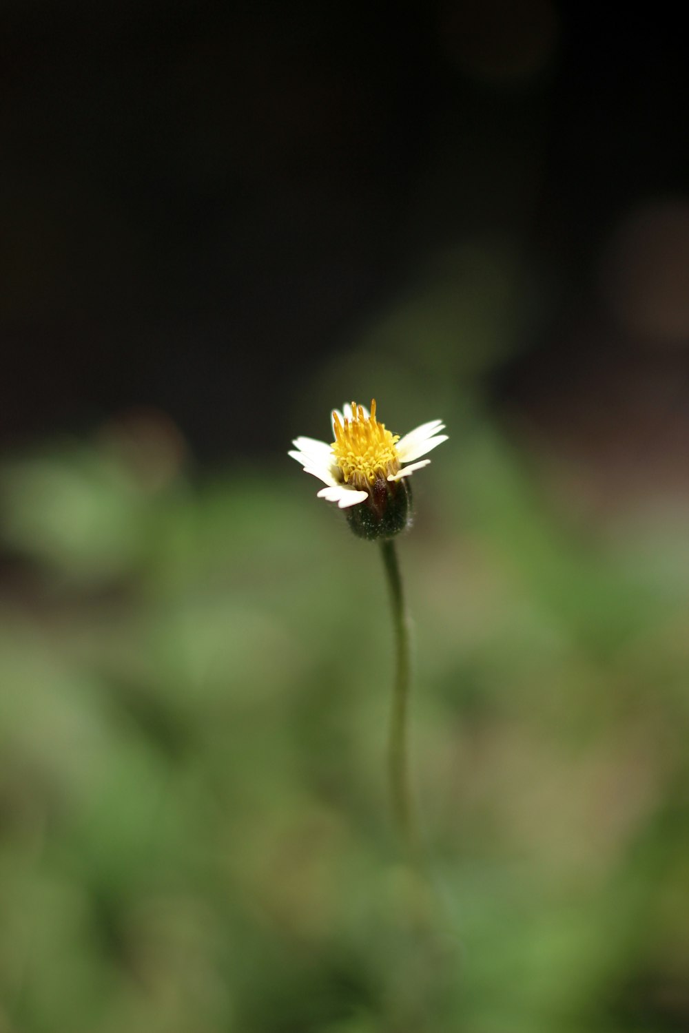 white daisy in bloom during daytime