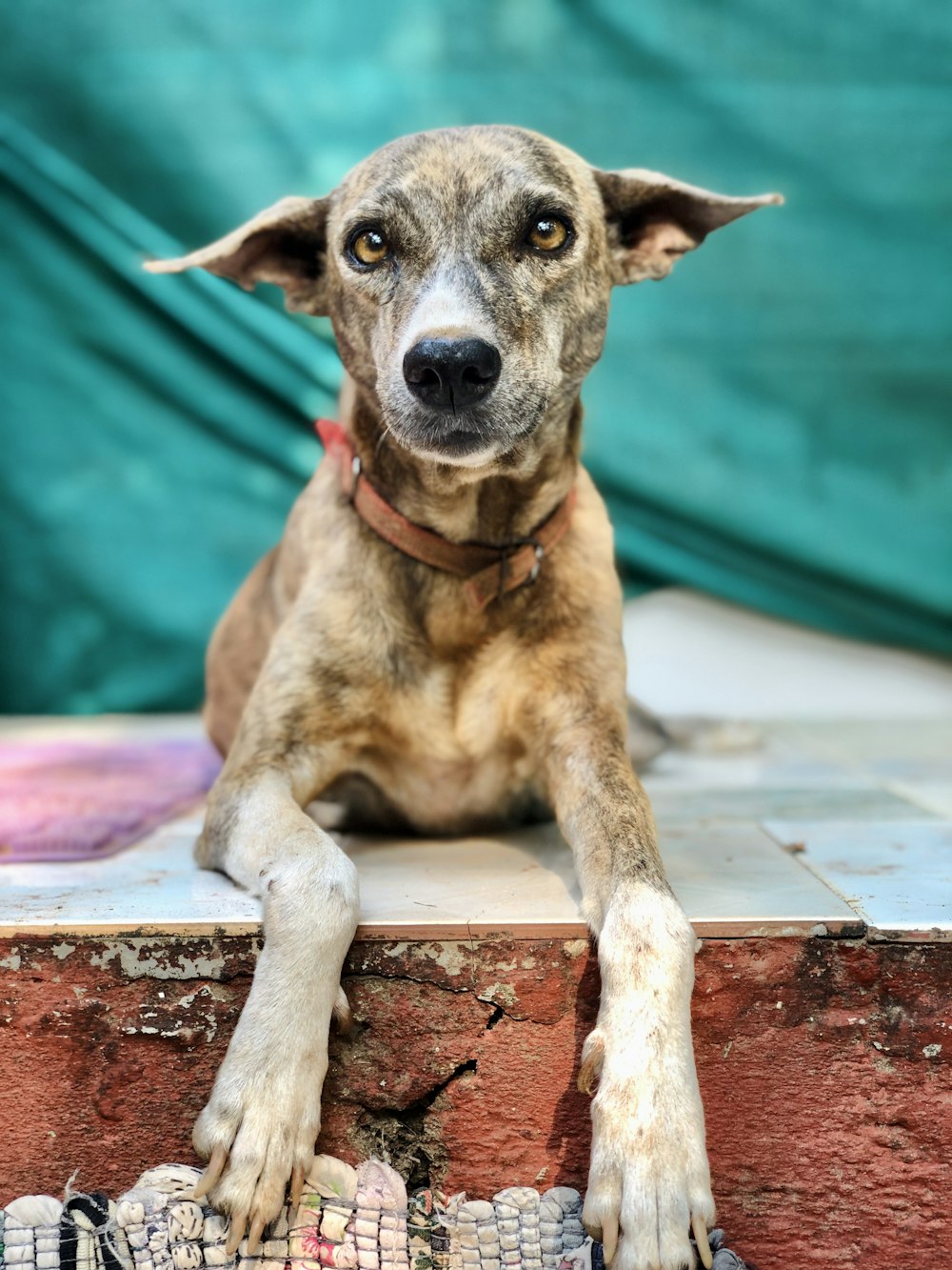 brown and white short coated dog lying on brown concrete floor