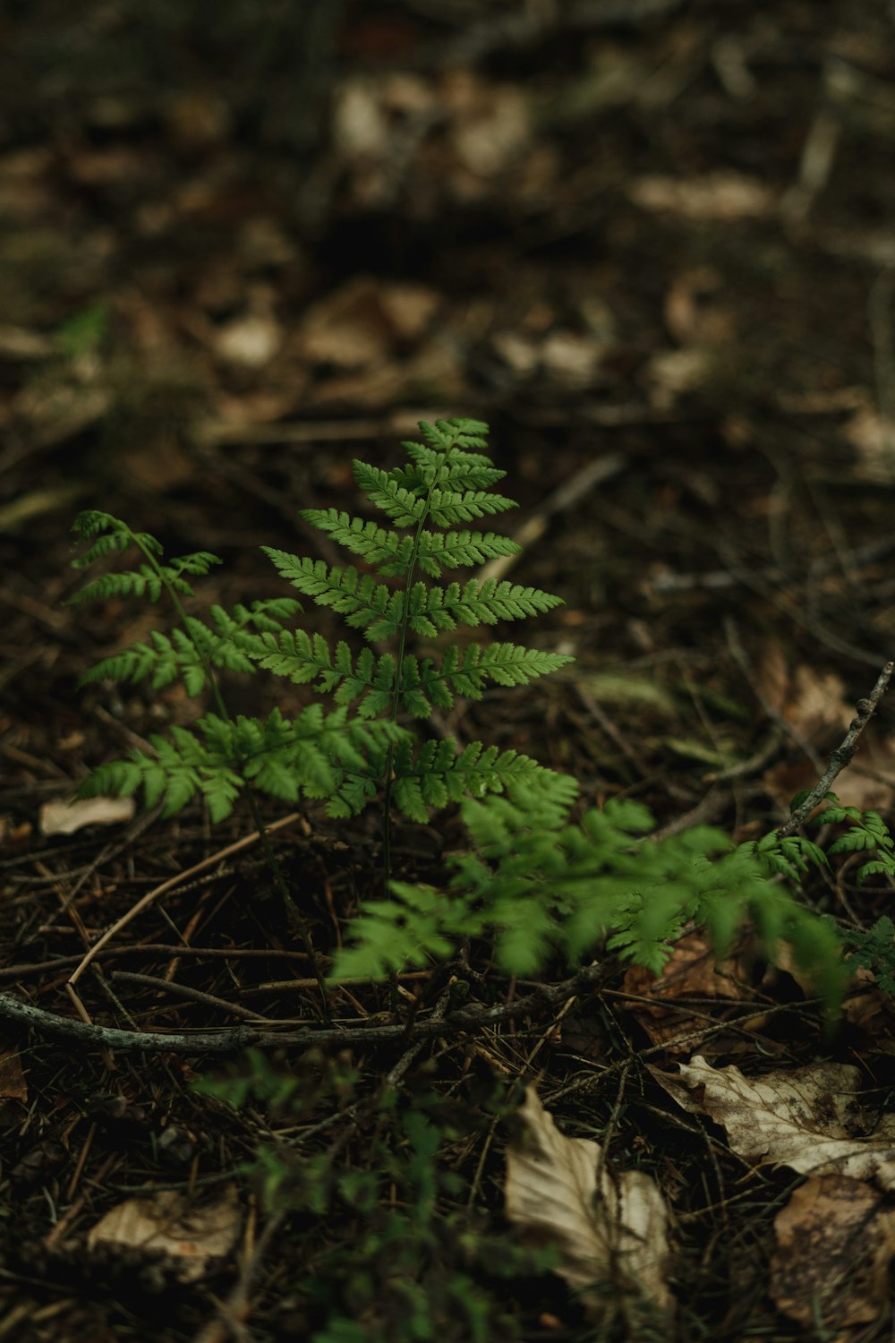 a small green plant growing out of the ground