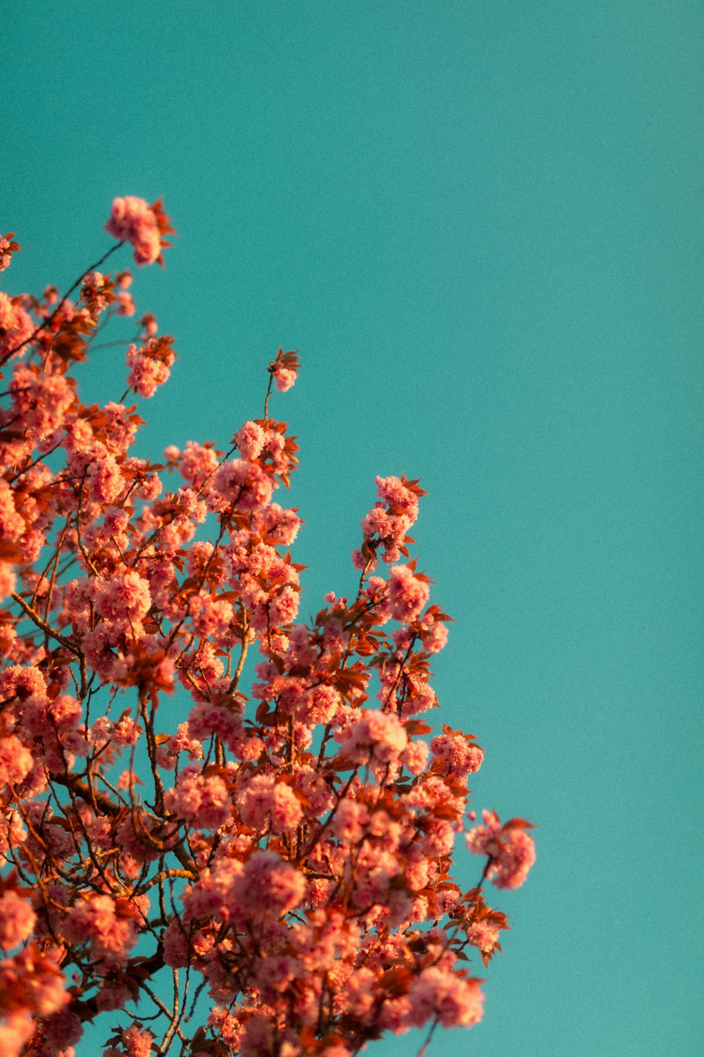 orange and yellow flower under blue sky during daytime