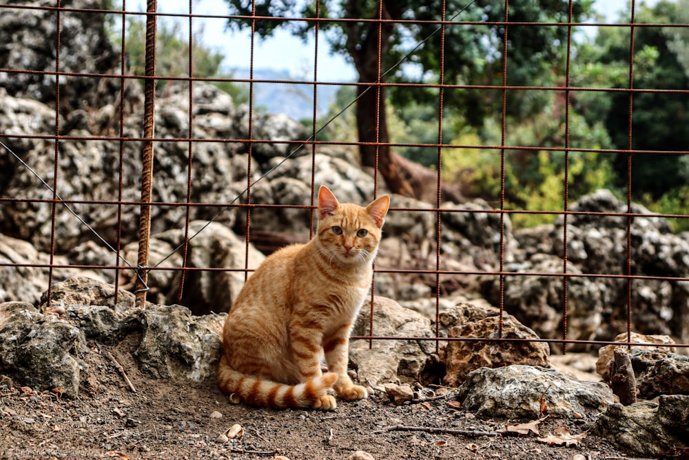 orange tabby cat on brown soil