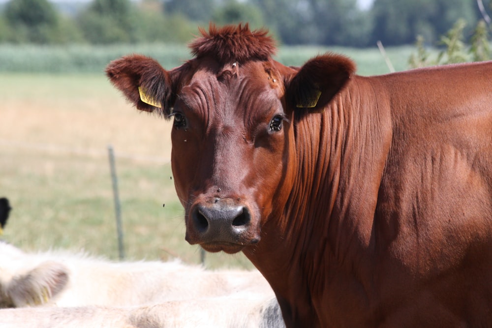 brown cow on green grass field during daytime