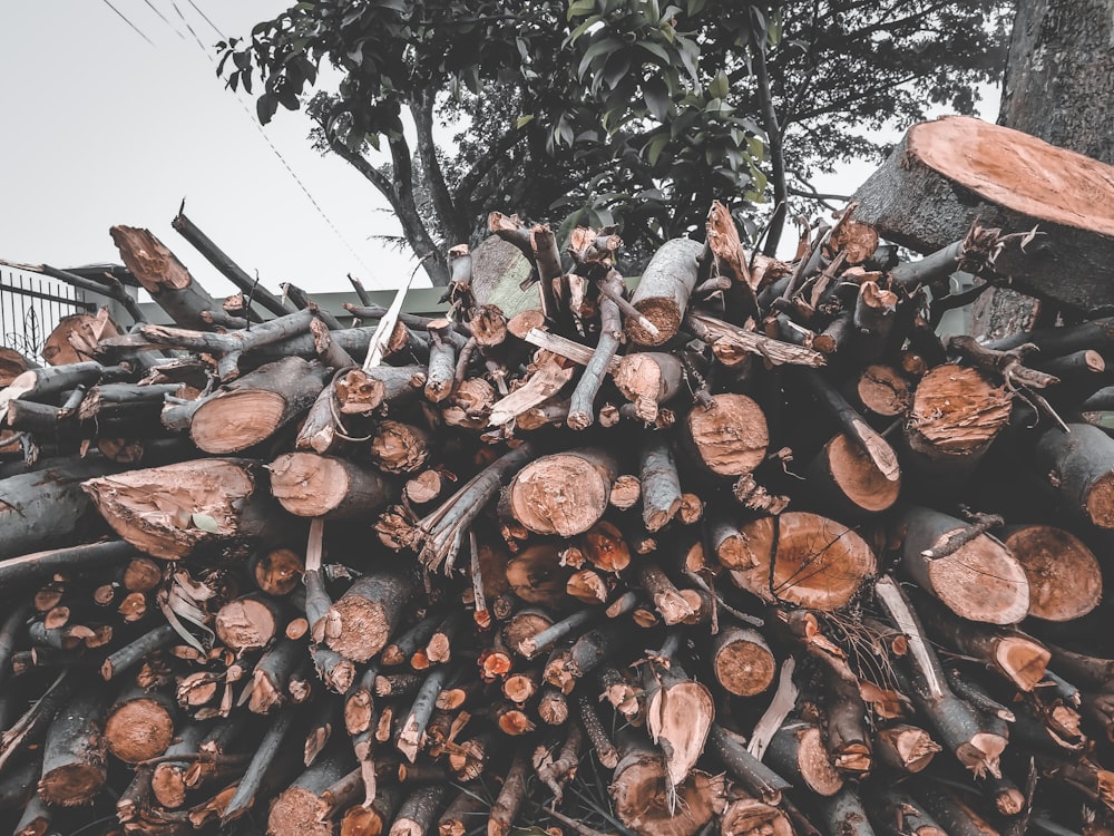 brown tree logs during daytime
