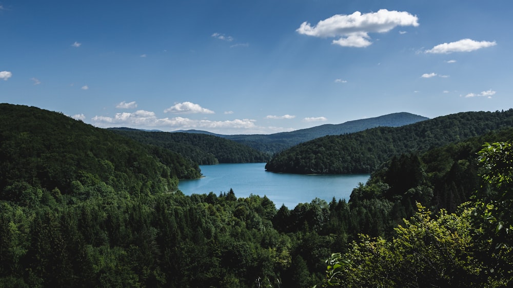 green trees near body of water under blue sky during daytime