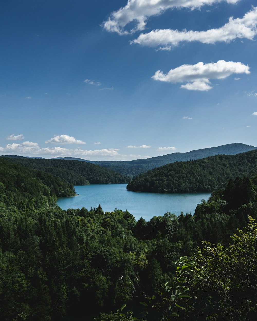 green trees near body of water under blue sky during daytime