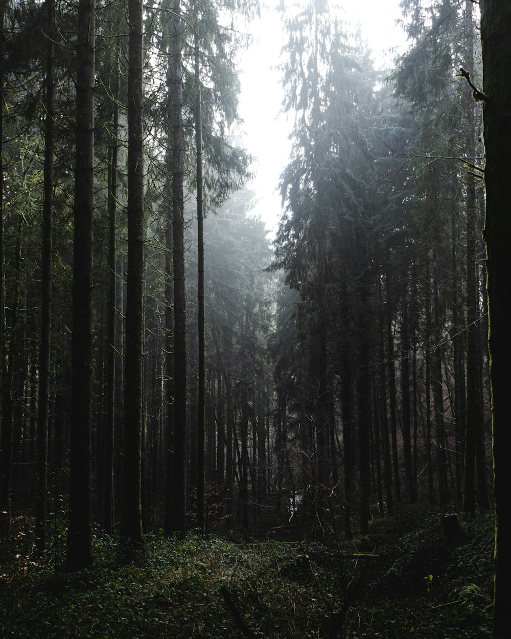 Grüne Bäume auf Wald während des Tages