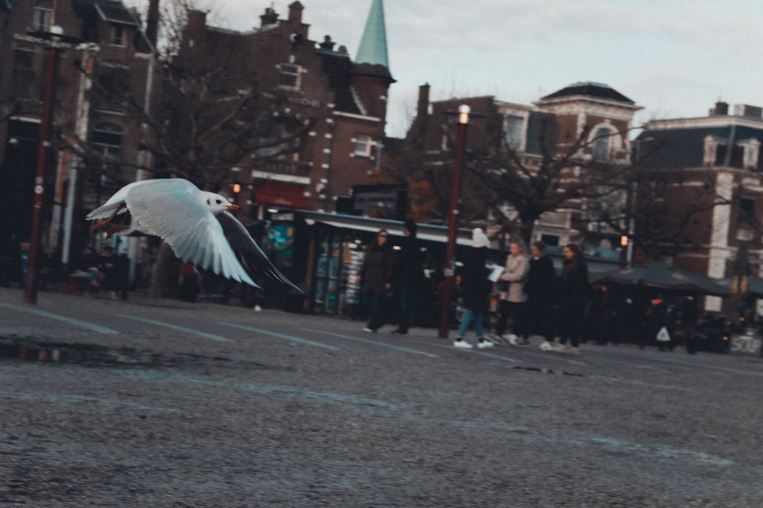 Town photo spot Museumplein Amsterdam